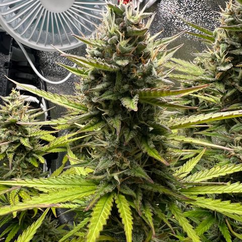 Lemonita growlog timeline photo