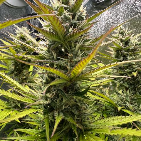 Lemonita growlog timeline photo