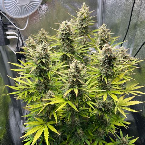 Lemonita growlog timeline photo