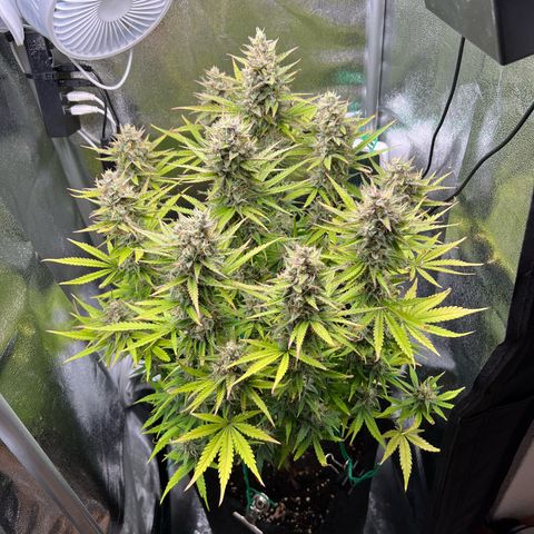 Lemonita growlog timeline photo