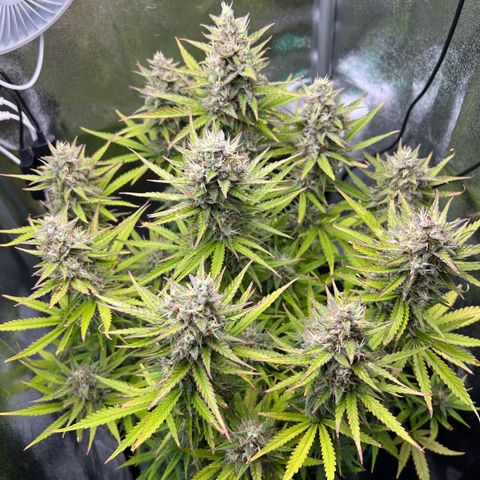 Lemonita growlog timeline photo