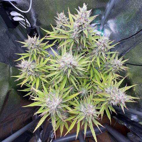 Lemonita growlog timeline photo