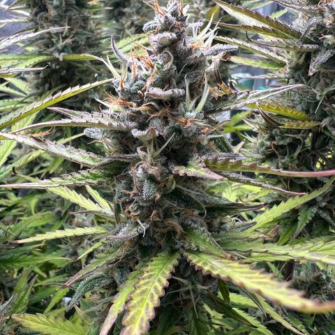 Lemonita growlog timeline photo