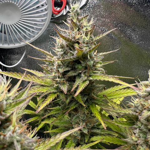 Lemonita growlog timeline photo