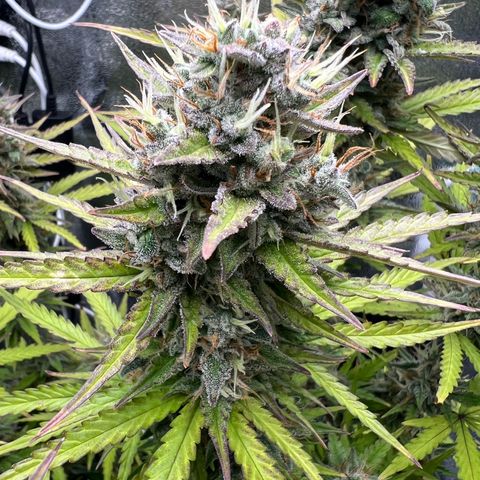 Lemonita growlog timeline photo