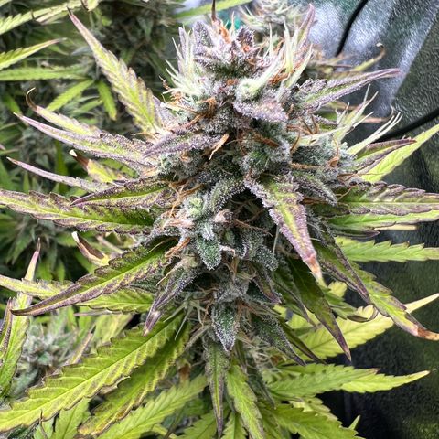 Lemonita growlog timeline photo
