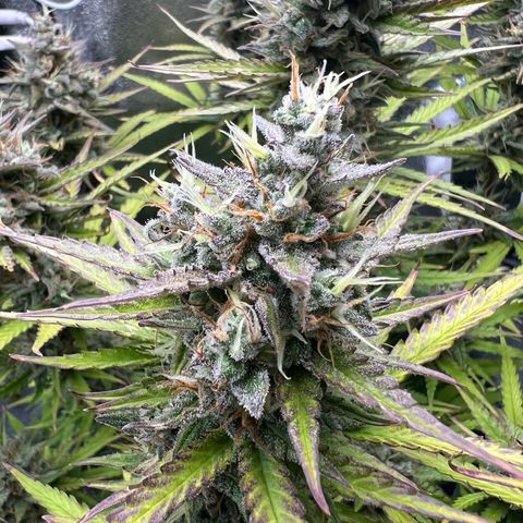 Lemonita growlog timeline photo
