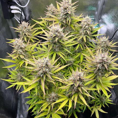 Lemonita growlog timeline photo