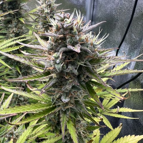 Lemonita growlog timeline photo