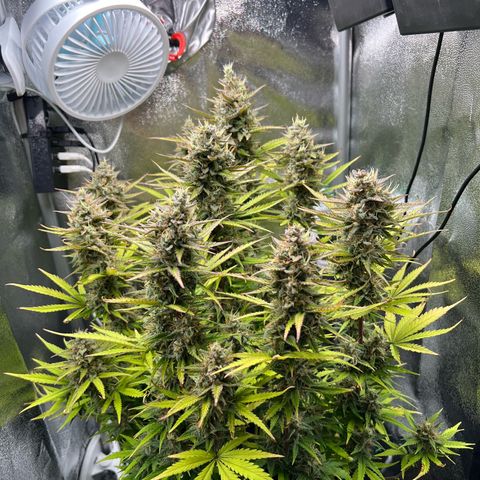 Lemonita growlog timeline photo