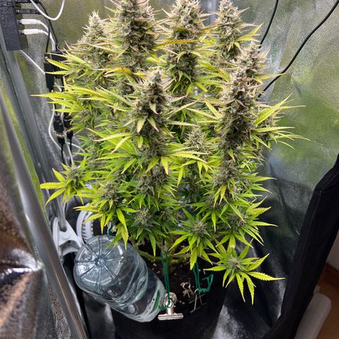 Lemonita growlog timeline photo
