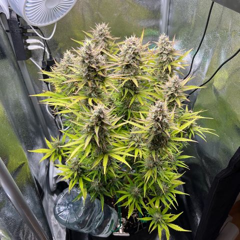 Lemonita growlog timeline photo