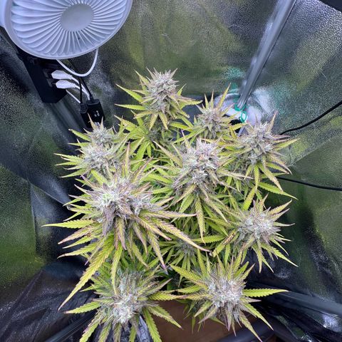 Lemonita growlog timeline photo