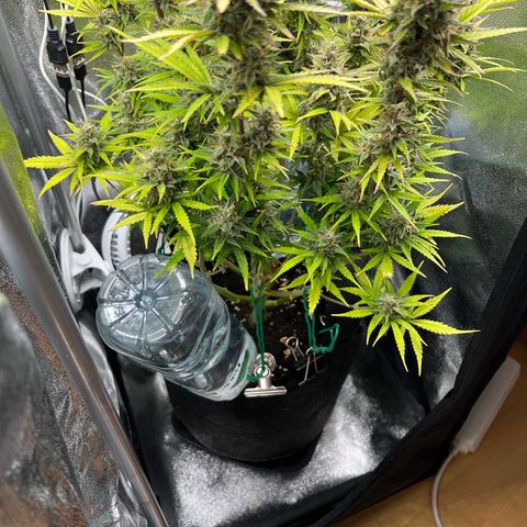 Lemonita growlog timeline photo