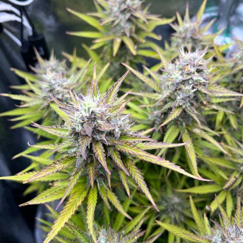 Lemonita growlog timeline photo