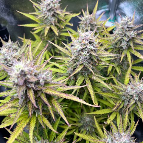Lemonita growlog timeline photo