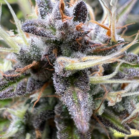 Lemonita growlog timeline photo