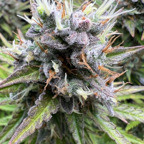 Lemonita growlog timeline photo