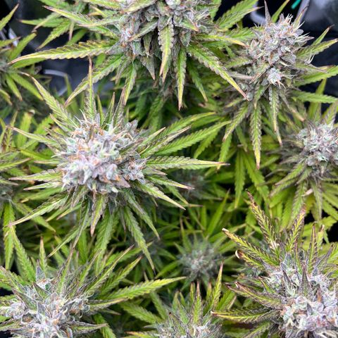 Lemonita growlog timeline photo