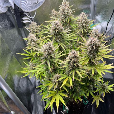 Lemonita growlog timeline photo