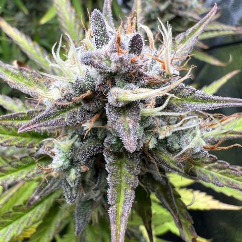 Lemonita growlog timeline photo