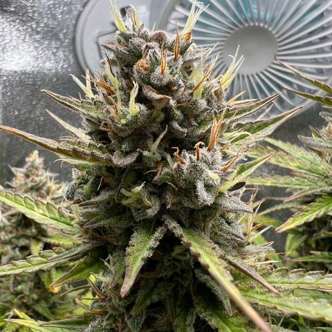 Lemonita growlog timeline photo