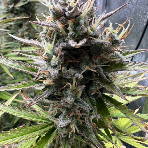 Lemonita growlog timeline photo