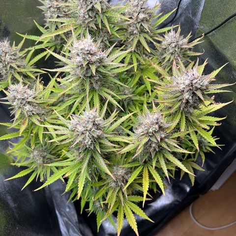 Lemonita growlog timeline photo