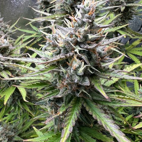 Lemonita growlog timeline photo