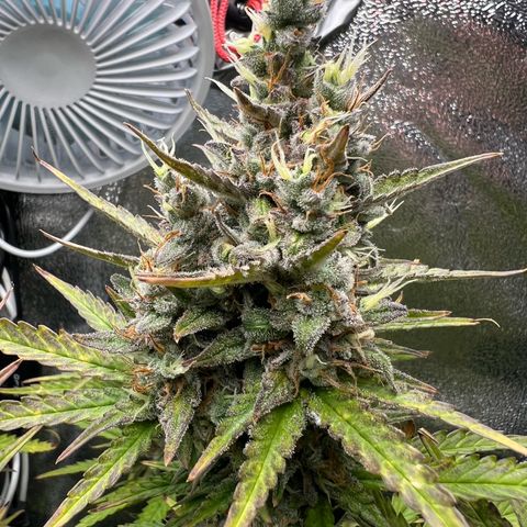 Lemonita growlog timeline photo