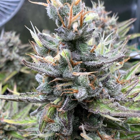Lemonita growlog timeline photo