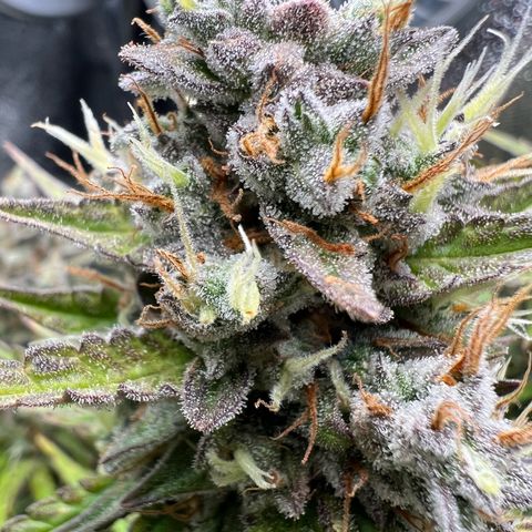 Lemonita growlog timeline photo
