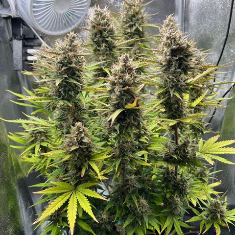 Lemonita growlog timeline photo