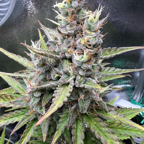 Lemonita growlog timeline photo