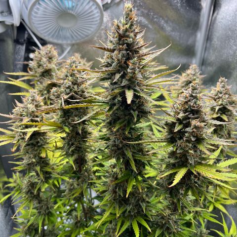 Lemonita growlog timeline photo