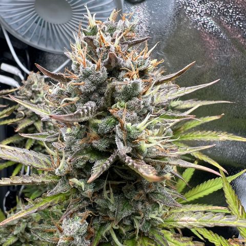 Lemonita growlog timeline photo