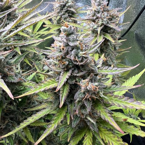 Lemonita growlog timeline photo