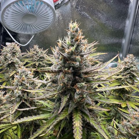 Lemonita growlog timeline photo