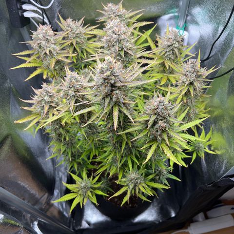 Lemonita growlog timeline photo