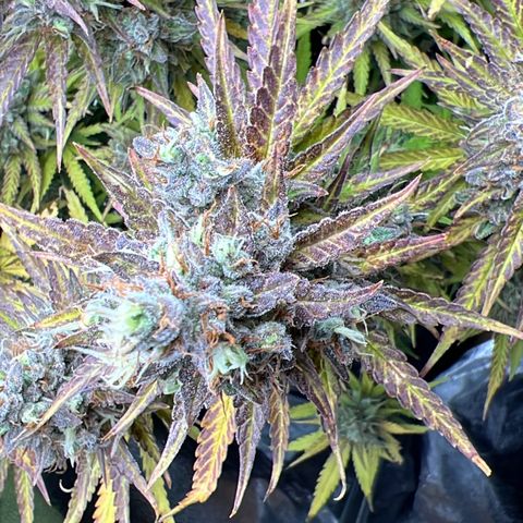 Lemonita growlog timeline photo