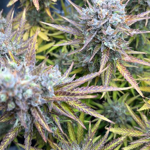 Lemonita growlog timeline photo