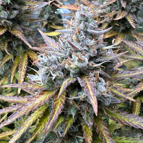 Lemonita growlog timeline photo