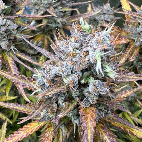 Lemonita growlog timeline photo