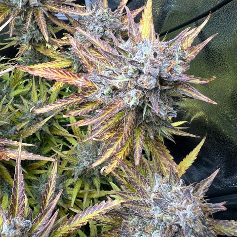 Lemonita growlog timeline photo