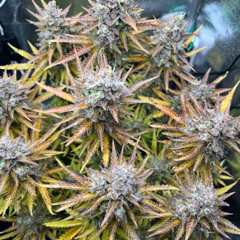 Lemonita growlog timeline photo