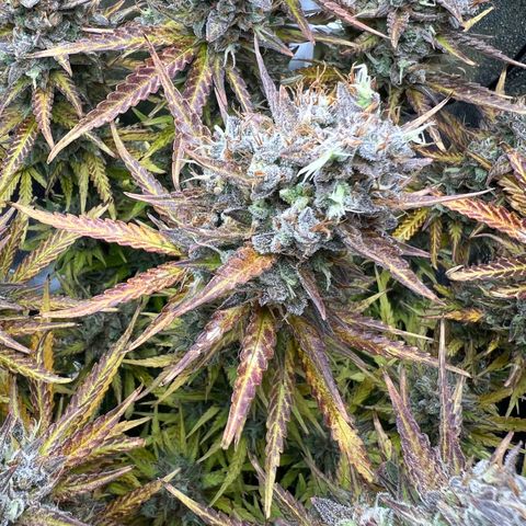 Lemonita growlog timeline photo