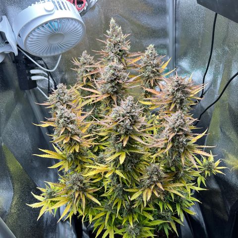 Lemonita growlog timeline photo