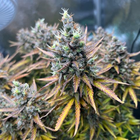 Lemonita growlog timeline photo