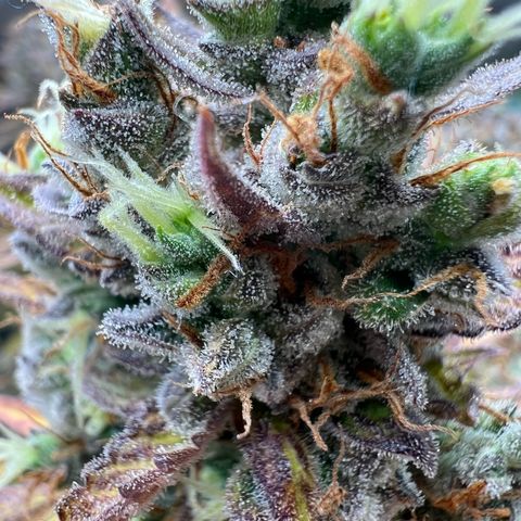 Lemonita growlog timeline photo