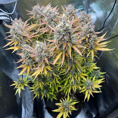 Lemonita growlog timeline photo